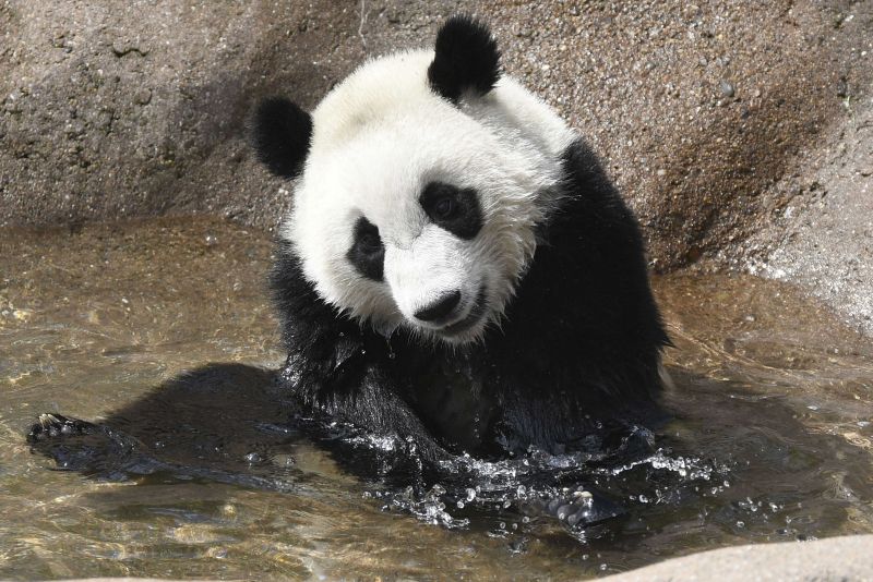 楓浜（ふうひん）　写真／共同通信社