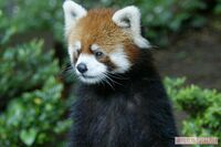 《あのスター動物は今》立つレッサーパンダの風太、人間でいうと90歳の長寿に!のんびり余生をのぞき見