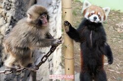 後輩赤ちゃん誕生でパンチくんが“お兄ちゃん”に！立つレッサーパンダの風太くんも健在「人間なら100歳」
