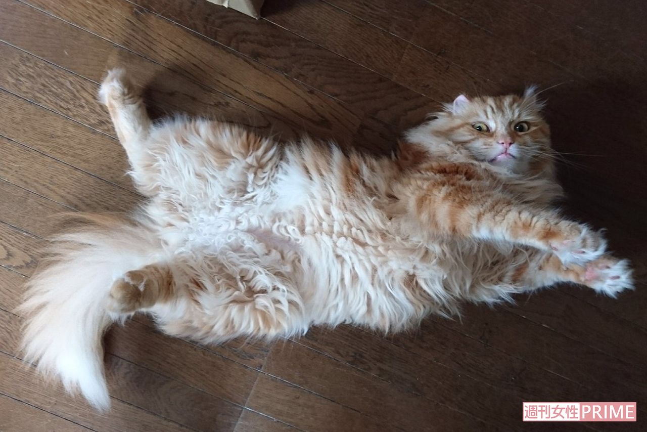 在りし日のモコオくん。モップのようにモコモコした長い毛並みが特徴で名付けられた(上田さん提供)