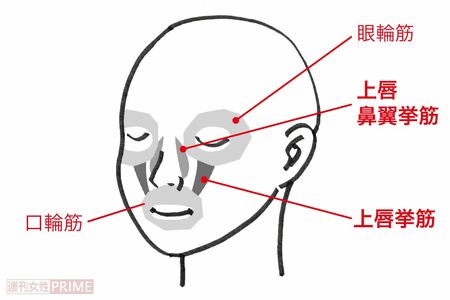 ほうれい線に関わる表情筋