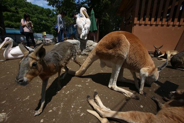 広場でカンガルーやワラビー、ペリカンが自由に動き回る
