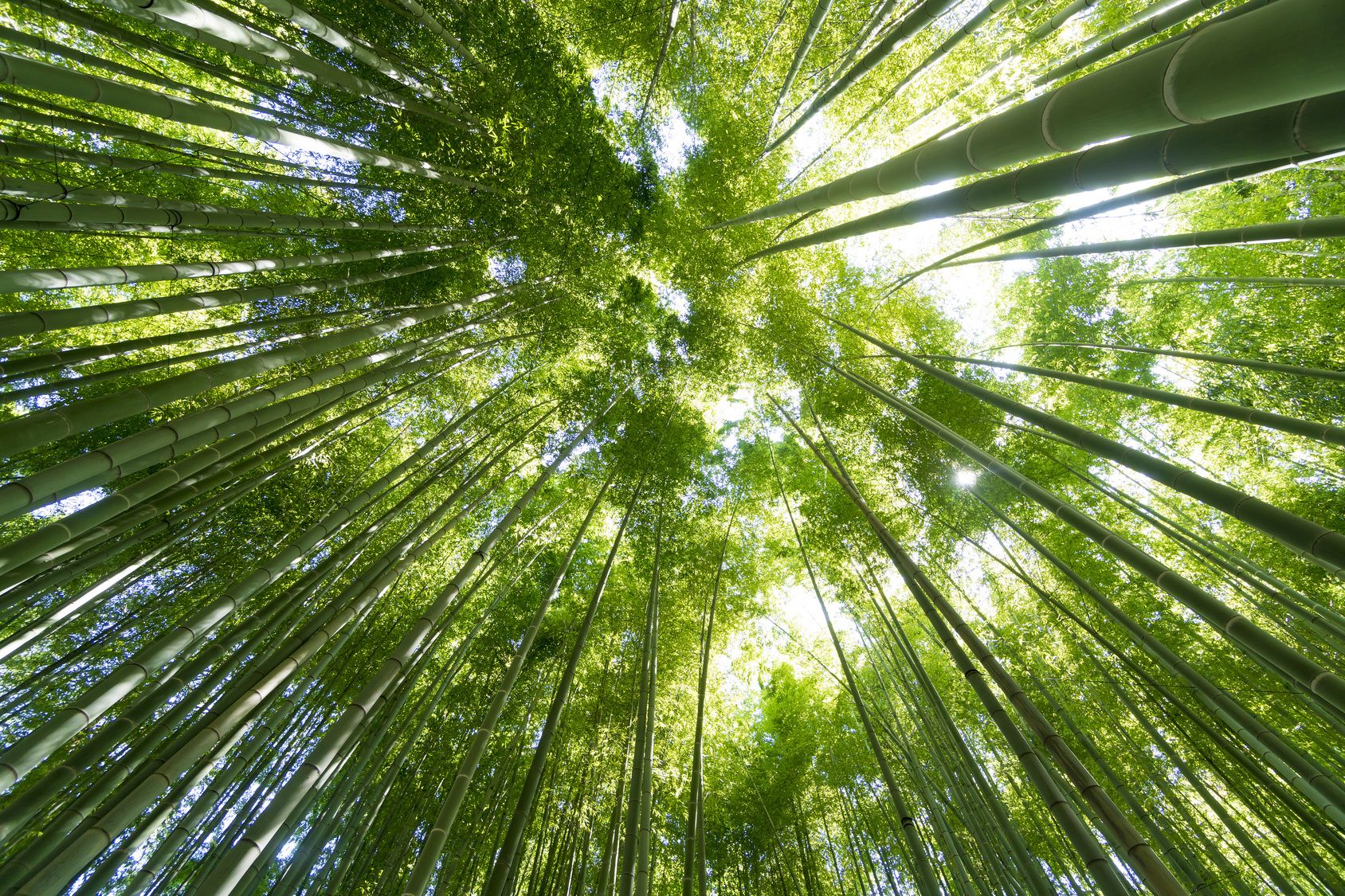 小鳥のさえずり、木々の揺れる音、風が吹く音……。自然の音には“ゆらぎ”という現象があり、耳をすませるだけで疲労回復効果があるという。「近くに自然がなければ、街の音に耳を傾けるだけでもOK。副交感神経が活性化され、リラクゼーション効果が期待できます