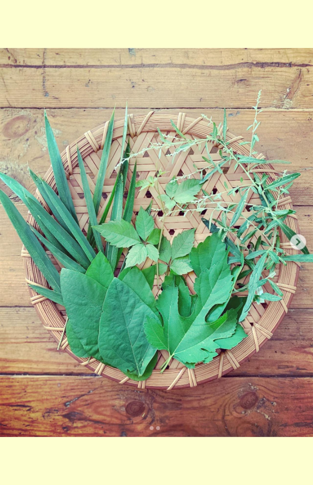 庭で採れたクワの葉などを、乾燥させて野草茶に（鶴田のインスタグラムより）