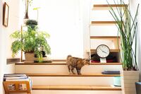 入居希望者が殺到！大人気の「猫専用アパート」仕掛け人に聞いた“誕生秘話”と猫ファーストな工夫