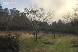 樹木のそばに遺骨を納め、樹木を墓標とする樹木葬。近年選ぶ人も多くなりつつある。写真は市原悦子さんの樹木墓地