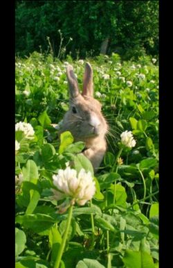 獅子座は…ウサギ