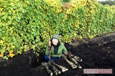 青森出張の合間に長芋の根にできるむかごを拾う枝元さん