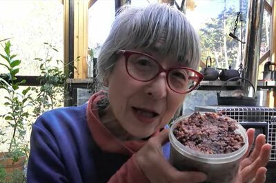 小豆と麹と塩で小豆みそづくり。ほのかな甘みがあるやさしい味（ウリウリばあちゃんYouTubeより）