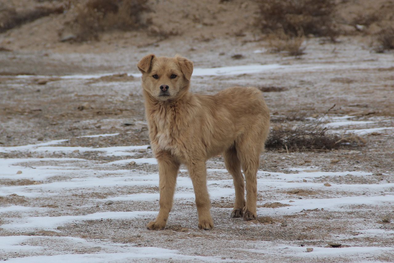中国奥地の遊園地では、園内で野犬と遭遇することがある。危険!（撮影／関上武司）