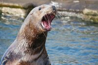 東京湾にトド出没!北海道では漁場を荒らす“害獣”と『スッキリ』加藤浩次も言及、深刻な漁業被害とその対…