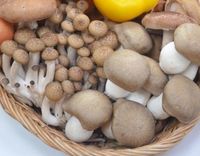 いつもの食事にきのこをプラスで老化防止＆ダイエット