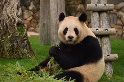 近藤真彦、立ち消えになっていた“ジャニーズパンダ”計画が水面下で進行中