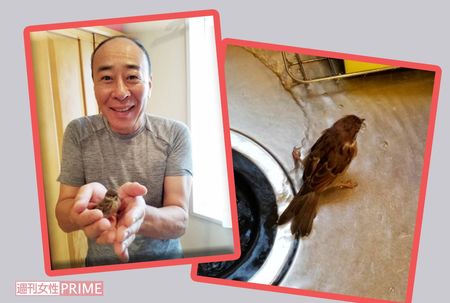 昨年6月に路上でカラスに襲われていた子スズメを保護した直後にブログにアップした写真（左）スズメを飼育している様子も日ごろからブログにアップしていた（右）