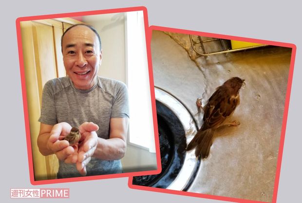 昨年6月に路上でカラスに襲われていた子スズメを保護した直後にブログにアップした写真（左）スズメを飼育している様子も日ごろからブログにアップしていた（右）