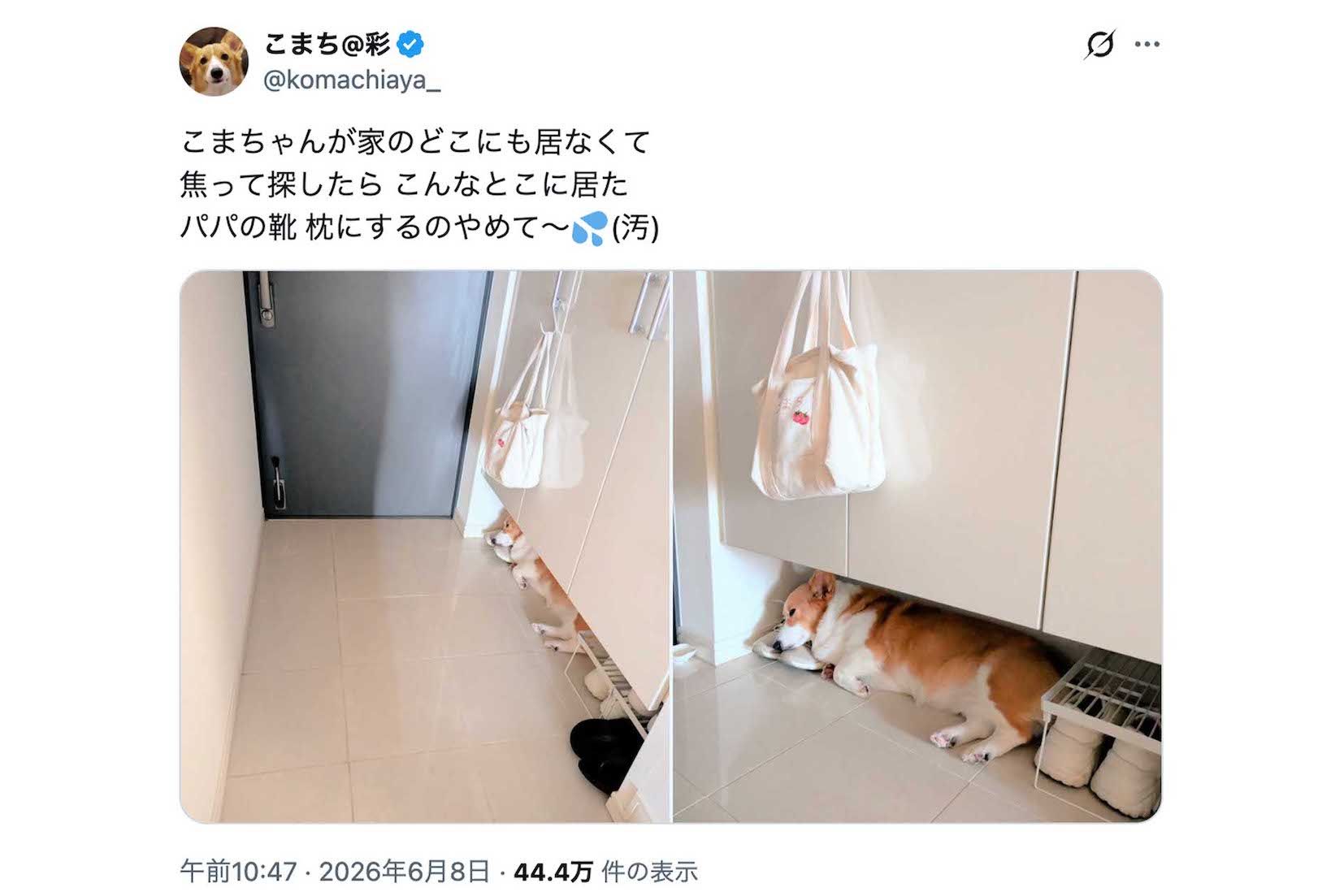 多くの投稿が人々の癒しになっている話題のコーギー・こまち（Xより）