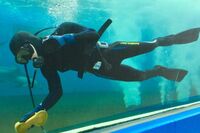 水族館ダイバーを地震の危機から救った来館者「水槽越しにスマホ見せて地震を警告」咄嗟の行動に賛辞とダイ…