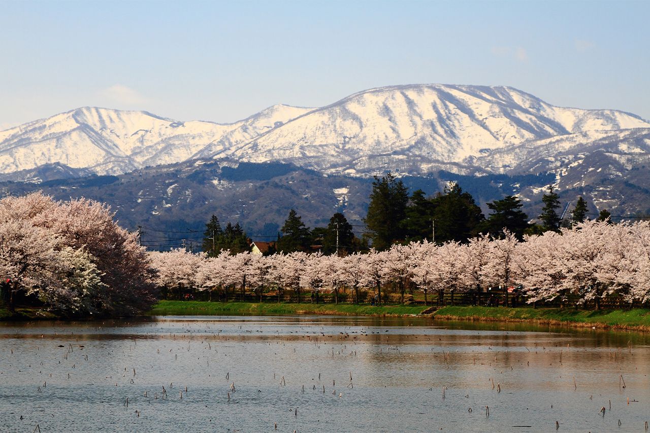 上越市の松ヶ峯周辺では4月頭に桜が開花。妙高山の残雪とのコントラストが映える