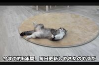 YouTube『もちまる日記』、毎日更新の終了を発表に「毎日が異常だった」囁かれる猫の負担と“動物虐待”炎…