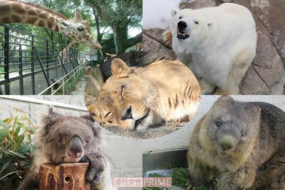 日本最高齢の「ご長寿動物」大集合！人間なら120歳を超える“ギネス認定”コアラのみどりちゃんも