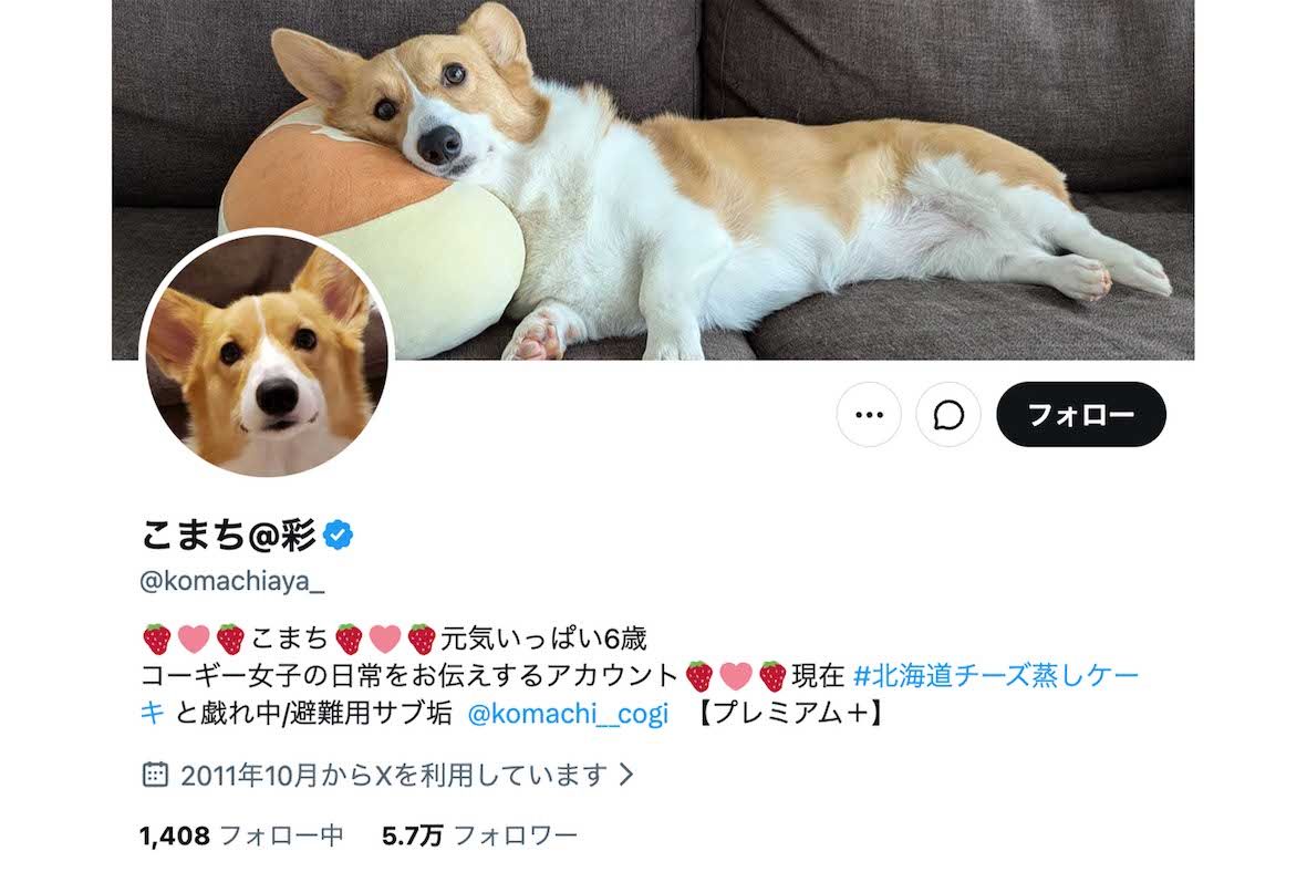 多くの投稿が人々の癒しになっている話題のコーギー・こまち（Xより）