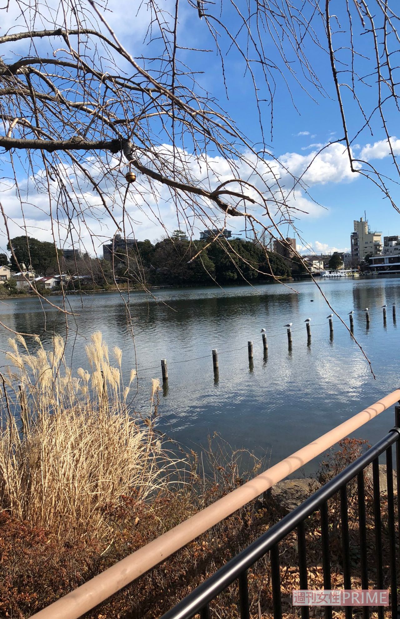 岩下志麻お気に入りのお散歩コースにある風景（2020年5月・本人撮影）