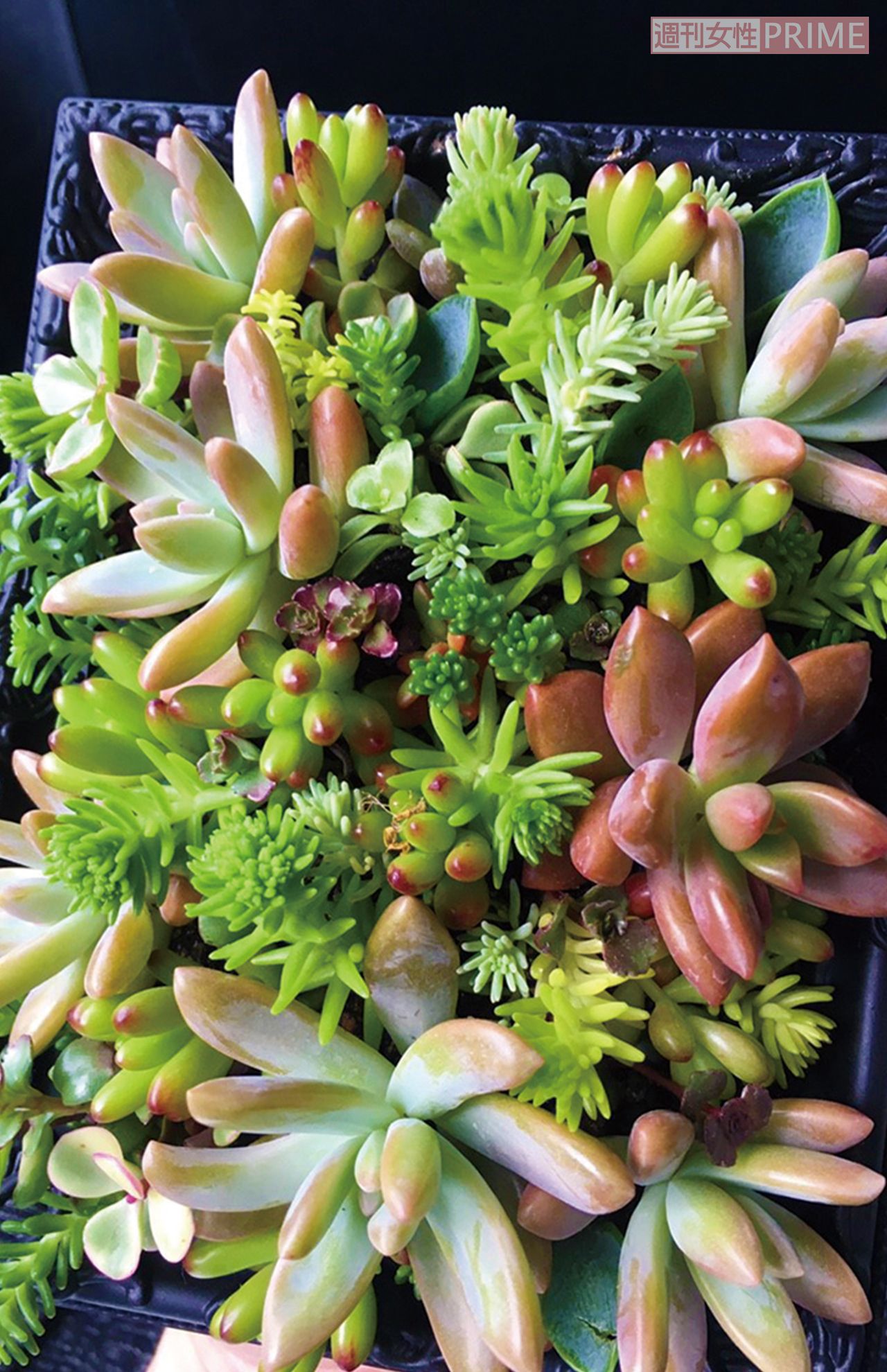 フレームに固まる土を塗り、そこに多肉をONしたアートな作品。壁にかけられる　