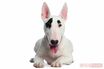 ブサかわいくて人気！ 希少な犬種「ブルテリア」の魅力とブリーダーからのアドバイス