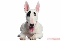 ブサかわいくて人気！ 希少な犬種「ブルテリア」の魅力とブリーダーからのアドバイス