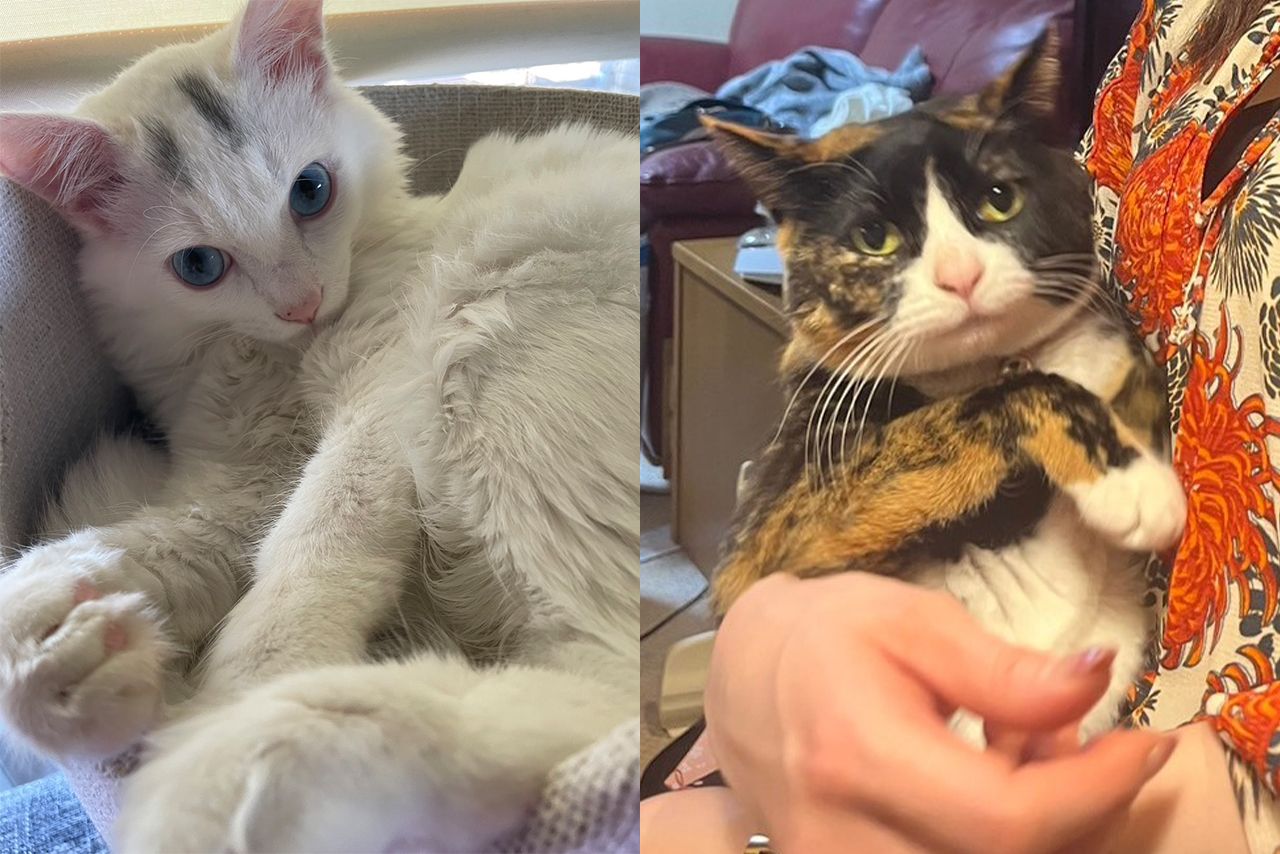 癒しの『猫ぐすり』