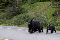 乳牛を襲う「OSO18」も出現！日本全国でヒグマ被害が続出の裏に「エゾシカがヒグマの食料を食べてしまう」…