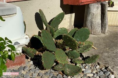 《千葉・ご近所トラブル殺人》顔面キック連打男・中馬茂容疑者の母が懺悔「被害者から6年間ずっと“出てい…