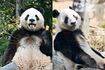 中国に変換された双子のパンダ・シャオシャオ(左)とレイレイ 写真/高氏貴博(毎日パンダ)