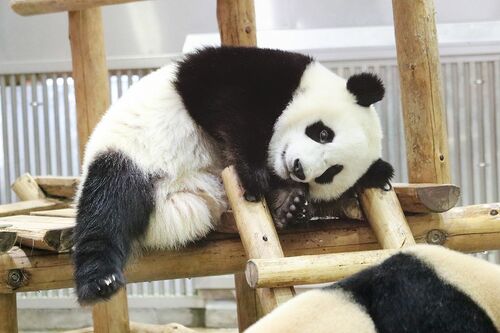 Q.ストレッチだ～れだ　B　（撮影／二木繁美）