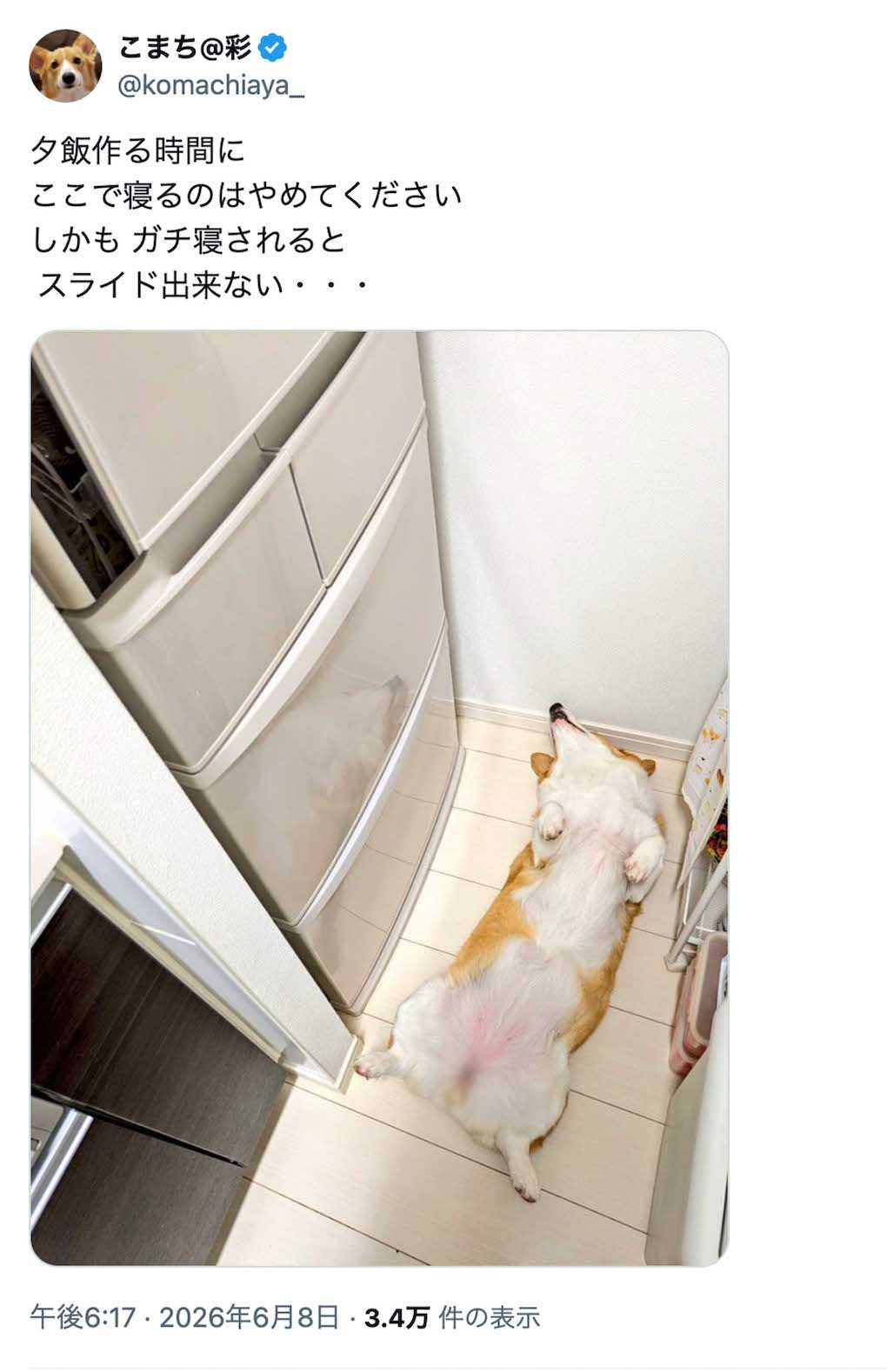 多くの投稿が人々の癒しになっている話題のコーギー・こまち（Xより）