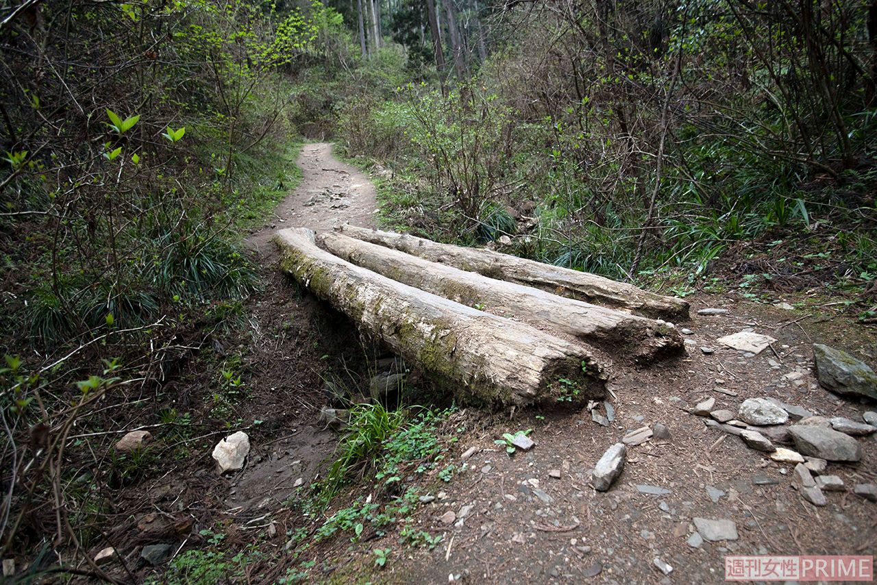 丸太橋。足元が滑る道もあるので注意　撮影／齋藤周造