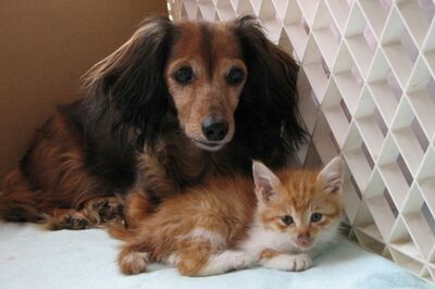 犬猫などペットを救うため、コロナ・災害に備えた“飼い主の心構え”とアイテムリスト