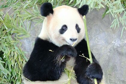 桜浜　おうひん（撮影／二木繁美）