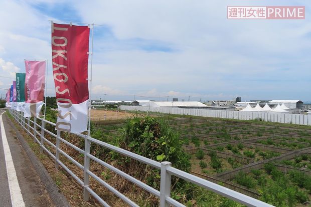 沿道から見たサーフィン会場。右側奥に白を基調とした施設がいくつも並ぶ