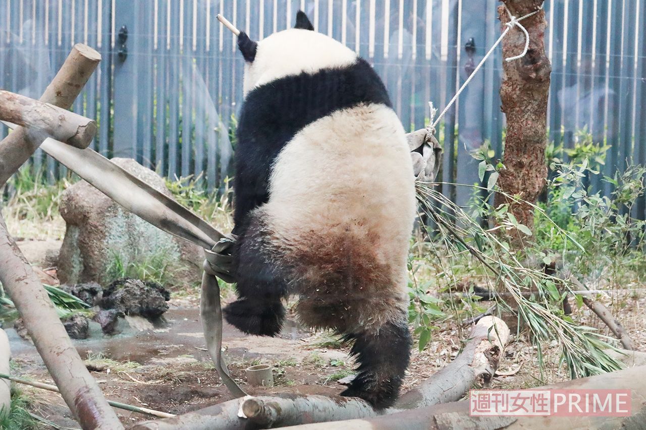 ハンモックの上に乗ろうとして……