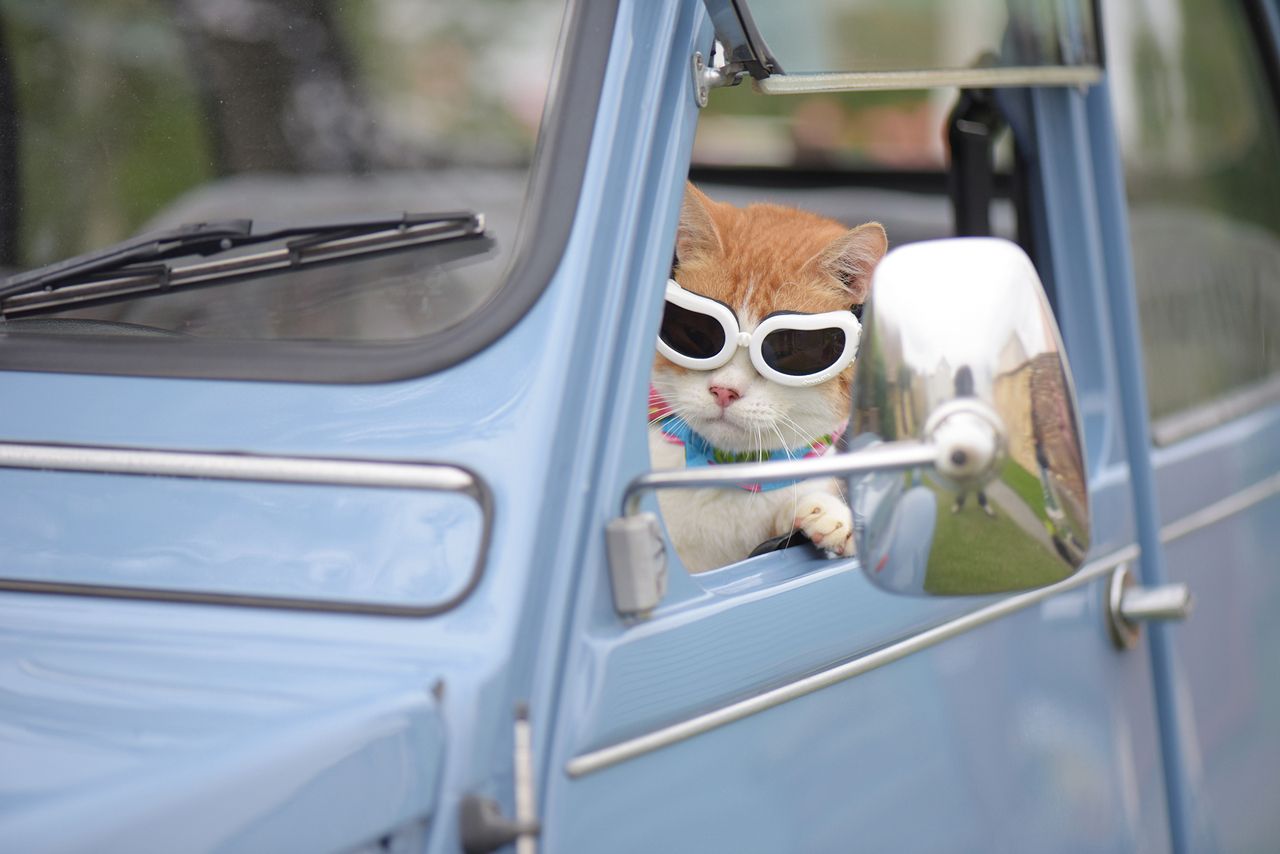 車に乗ってどちらまでお出かけ？　まさにフォトジェニックな1枚　(c)関由香　(c)ねこ休み展 冬 2017