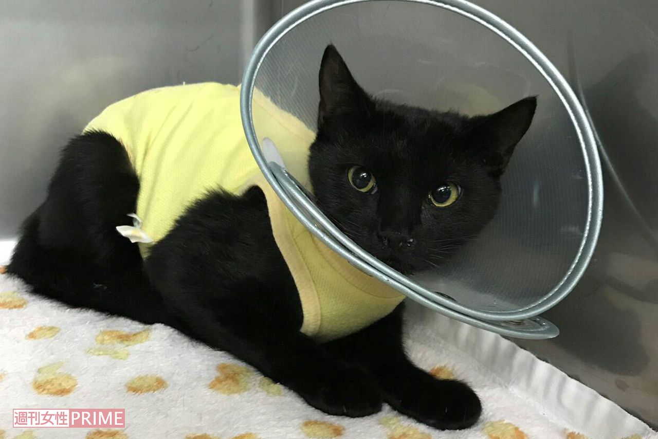 背中を切られ保護された黒猫。一命を取り留め、現在は坂本さん宅で暮らす(坂本さん提供)