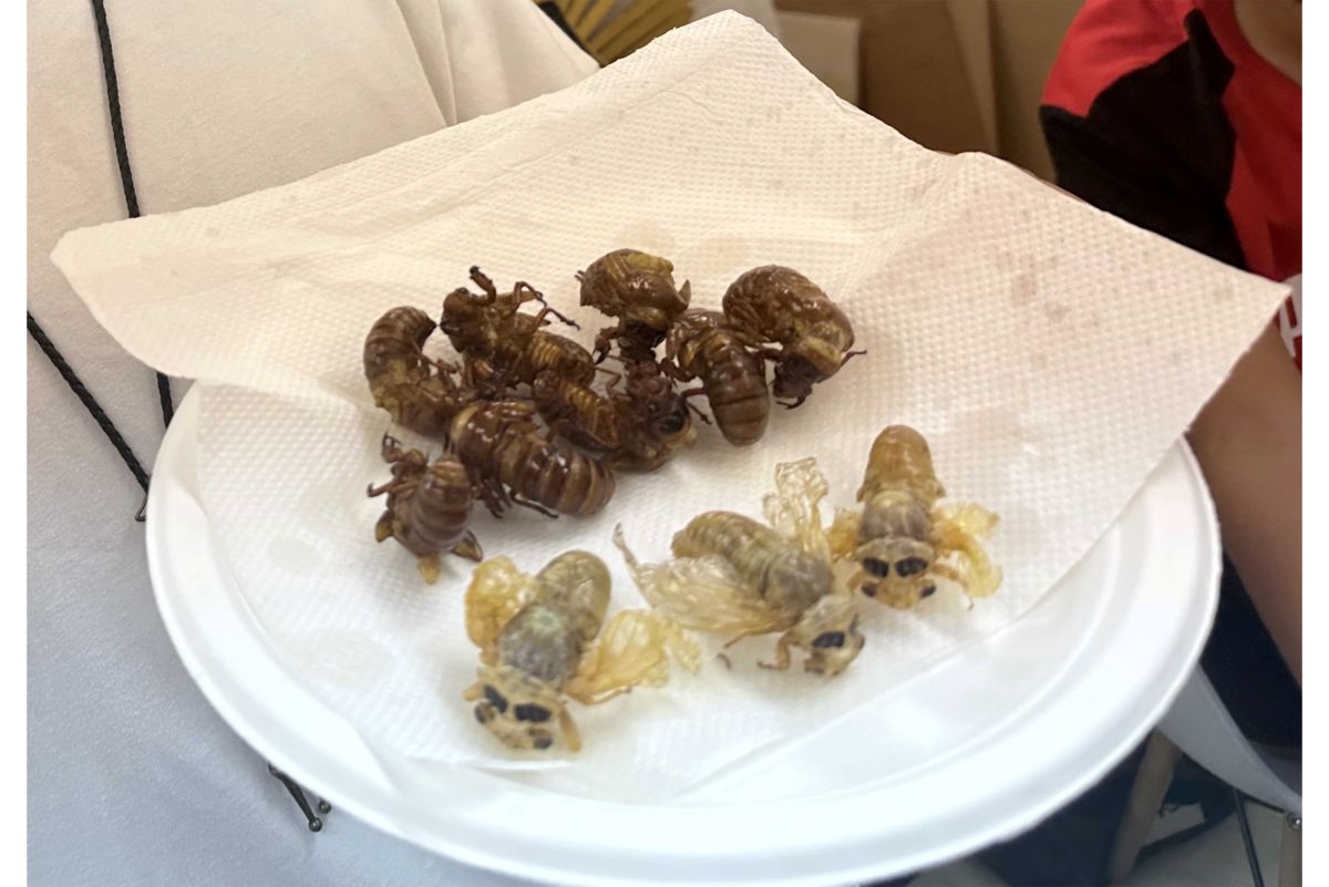 食用に加工されたセミの幼虫と成虫（提供写真）