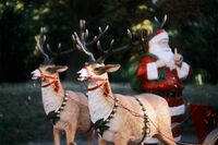 【知って楽しい雑学】サンタのトナカイは、どうして“真っ赤なお鼻”？ ヨーロッパではなくアメリカが起源