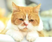 CM『Y！mobile』 主演の“目線待ち”で2時間待機する