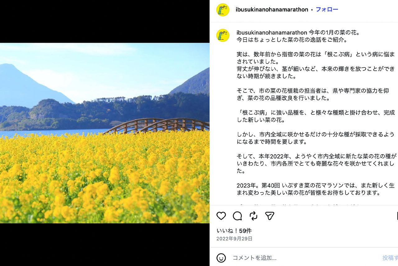 満開の菜の花の中を走る『いぶすき菜の花マラソン』公式Instagramより）