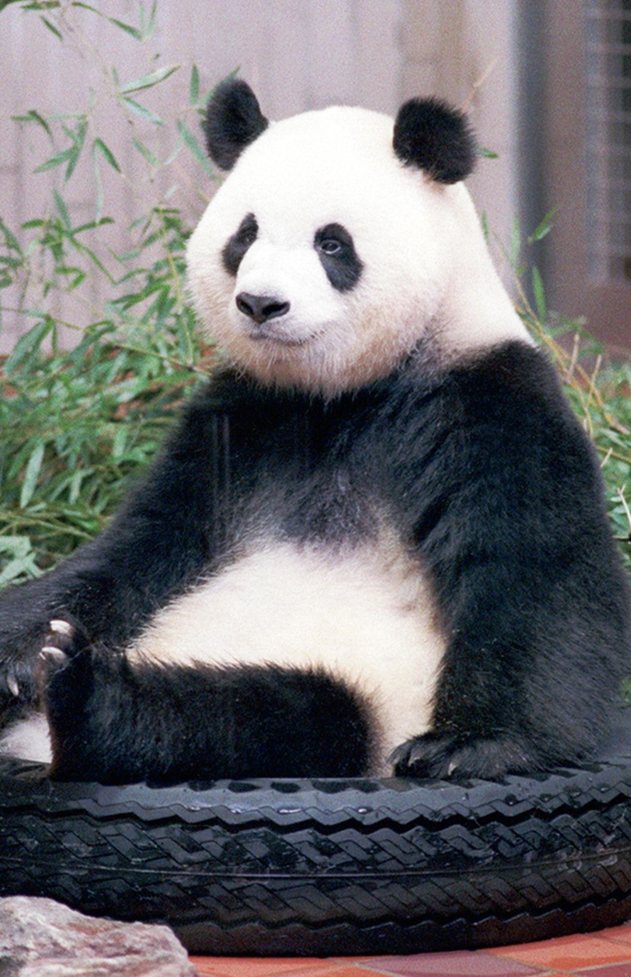 トントン♀　写真／産経新聞社