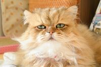 『ねこ休み展』にもふもふ、ほっこり、しょんぼり顔の猫ちゃんたち大集合！