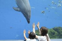 差がつく水族館の歩き方　疑似ダイビング感覚を味わうには