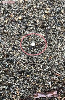 容疑者宅から徒歩5分圏内にある公園の砂場に落ちていたBB弾